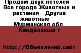 Продам двух нетелей - Все города Животные и растения » Другие животные   . Мурманская обл.,Кандалакша г.